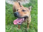 Sandy, Terrier (unknown Type, Small) For Adoption In Lewis Center, Ohio