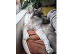 Ollie, Maine Coon For Adoption In Encino, California