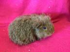 Gaspard, Guinea Pig For Adoption In Imperial Beach, California