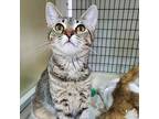 Genevieve, Domestic Shorthair For Adoption In Washington, District Of Columbia