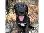 Elvis, Labrador Retriever For Adoption In Cedar Mountain, North Carolina