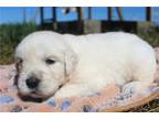 Golden Retriever Puppy for sale in South Bend, IN, USA