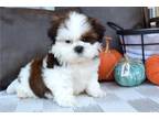 Shih Tzu Puppy for sale in Fort Wayne, IN, USA