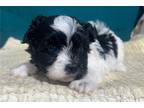 Maltipoo Puppy for sale in Joplin, MO, USA