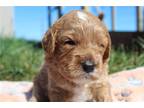 Cavapoo Puppy for sale in South Bend, IN, USA