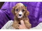 Cavapoo Puppy for sale in Springfield, MO, USA