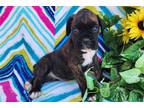 Boxer Puppy for sale in Fort Wayne, IN, USA