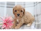 Cavapoo Puppy for sale in Mansfield, OH, USA