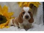 Basset Hound Puppy for sale in Springfield, MO, USA