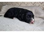 Mutt Puppy for sale in Fort Wayne, IN, USA