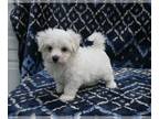 Maltese PUPPY FOR SALE ADN-826821 - ACA Maltese For Sale Applecreek OH