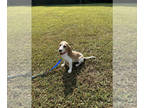 Beagle PUPPY FOR SALE ADN-826750 - Beagle Puppies