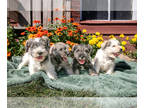 Schnauzer (Miniature) PUPPY FOR SALE ADN-826694 - Darling AKC Mini Schnauzer