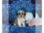 Shih Tzu PUPPY FOR SALE ADN-826807 - Adorable Shih Tzu Puppy