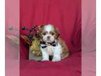 Shih Tzu PUPPY FOR SALE ADN-826805 - Adorable Shih Tzu Puppy