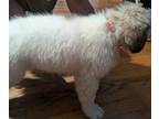 Great Pyrenees PUPPY FOR SALE ADN-826713 - Great Pyrenees puppy