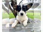 Welsh Cardigan Corgi PUPPY FOR SALE ADN-826709 - American Corgi