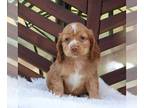 Cocker Spaniel PUPPY FOR SALE ADN-826675 - ACA Cocker Spaniel