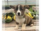 Pembroke Welsh Corgi PUPPY FOR SALE ADN-826659 - Corgi