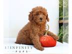 Goldendoodle (Miniature) PUPPY FOR SALE ADN-826633 - f1bb Mini Goldendoodle