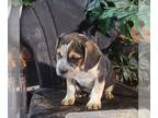 Beabull PUPPY FOR SALE ADN-826628 - f1 Beabull