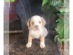 Beabull PUPPY FOR SALE ADN-826626 - f1 Beabull