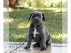 Cane Corso PUPPY FOR SALE ADN-826619 - ICCF Cane Corso