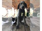 Great Dane PUPPY FOR SALE ADN-826596 - AKC Champion pure bred GREAT DANE GIANT