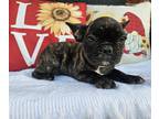 French Bulldog PUPPY FOR SALE ADN-826591 - French Bulldog puppies