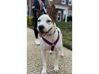 Orianna, Bull Terrier For Adoption In Rockville, Maryland