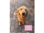 Winnie, Golden Retriever For Adoption In West Hollywood, California