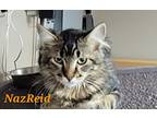 Naz Reid, Domestic Longhair For Adoption In Faribault, Minnesota