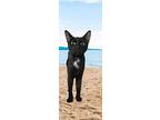 Izma, Domestic Shorthair For Adoption In West Palm Beach, Florida