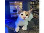 Nicky, Domestic Shorthair For Adoption In West Palm Beach, Florida