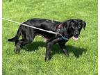 Windsor, Labrador Retriever For Adoption In Vancouver, Washington