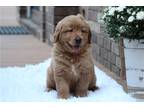 Golden Retriever Puppy for sale in Canton, OH, USA