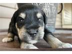 Mutt Puppy for sale in Evansville, IN, USA