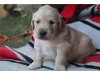 Golden Retriever Puppy for sale in Richmond, IN, USA