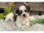 Havanese Puppy for sale in Fort Wayne, IN, USA