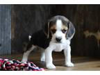 Beagle Puppy for sale in Springfield, MO, USA