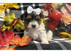 Yorkshire Terrier Puppy for sale in Springfield, MO, USA