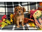 Cavalier King Charles Spaniel Puppy for sale in Springfield, MO, USA