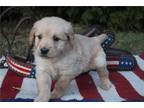 Golden Retriever Puppy for sale in Richmond, IN, USA