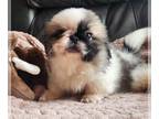 Pekingese PUPPY FOR SALE ADN-826838 - Amazing tri color female