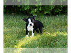 Boston Terrier PUPPY FOR SALE ADN-827091 - AKC female Boston puppy in Indiana