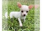 Chihuahua PUPPY FOR SALE ADN-827019 - Chihuahuas Tcups and toys