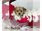 Morkie PUPPY FOR SALE ADN-827008 - Bella