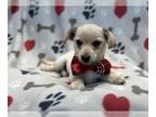 Chihuahua PUPPY FOR SALE ADN-826897 - Carlos