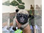 Pug PUPPY FOR SALE ADN-826737 - Fawn male and female ready to reserve