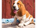 TRRF Basset houn pups ready to go